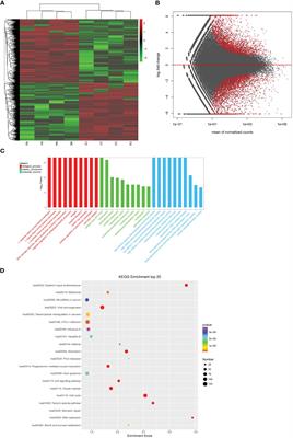 The expression of lnc-CCDC170-4:1, ESR1, lncRNA SRA, and CYP19A1 in cervical squamous cell carcinoma and their relationship with the clinical characteristics